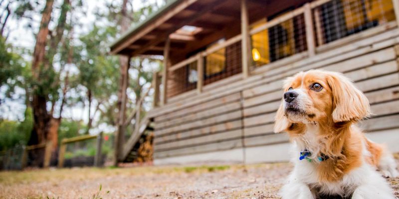 Best Dog Friendly Accommodation Victoria