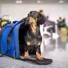 Best Dog Friendly Airlines