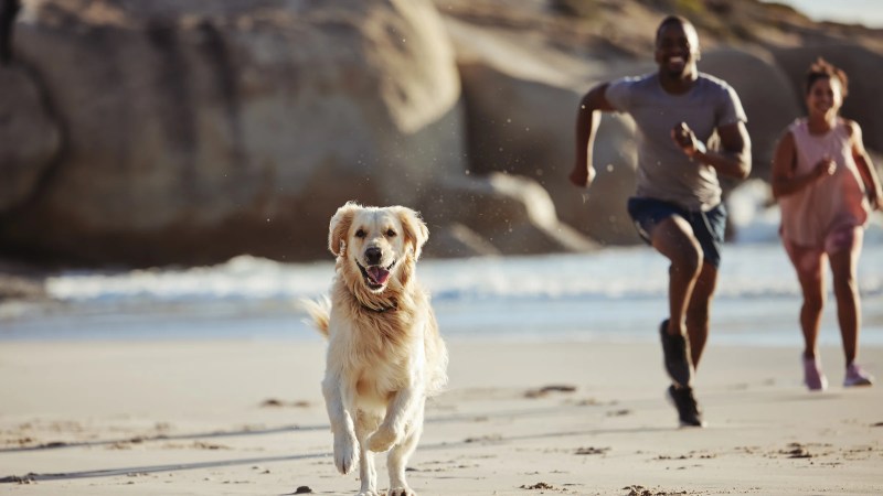 Best Dog Friendly Beach Resorts