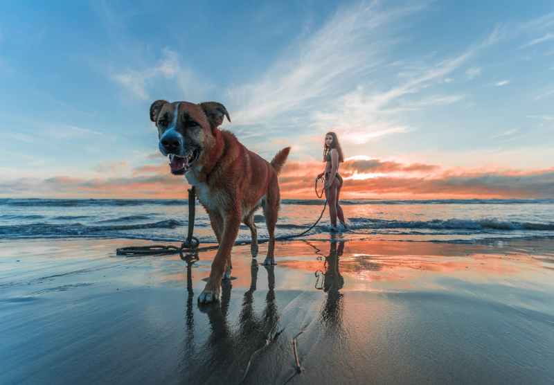 Best Dog Friendly Beach Vacations