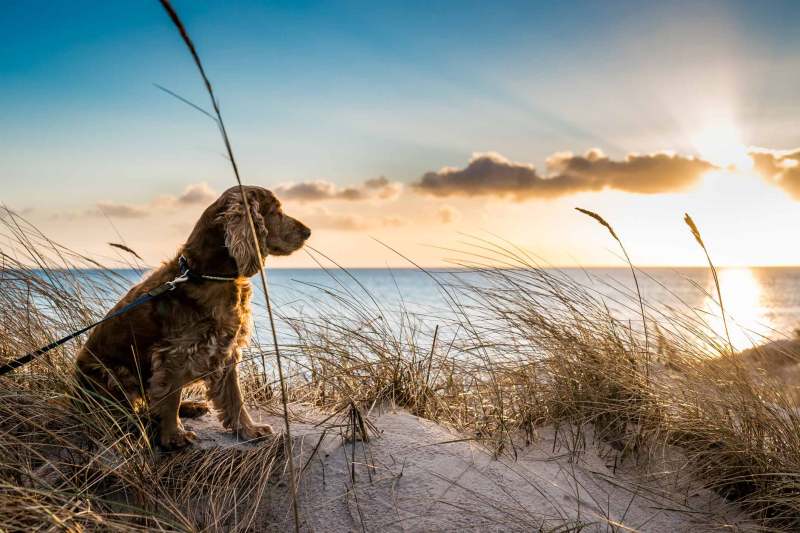 Best Dog Friendly Beaches Devon