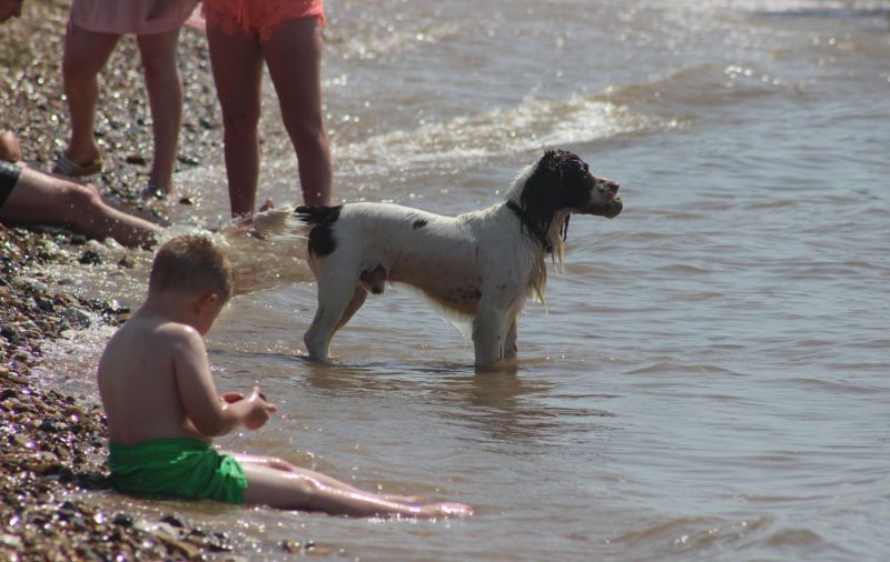 Best Dog Friendly Beaches Norfolk