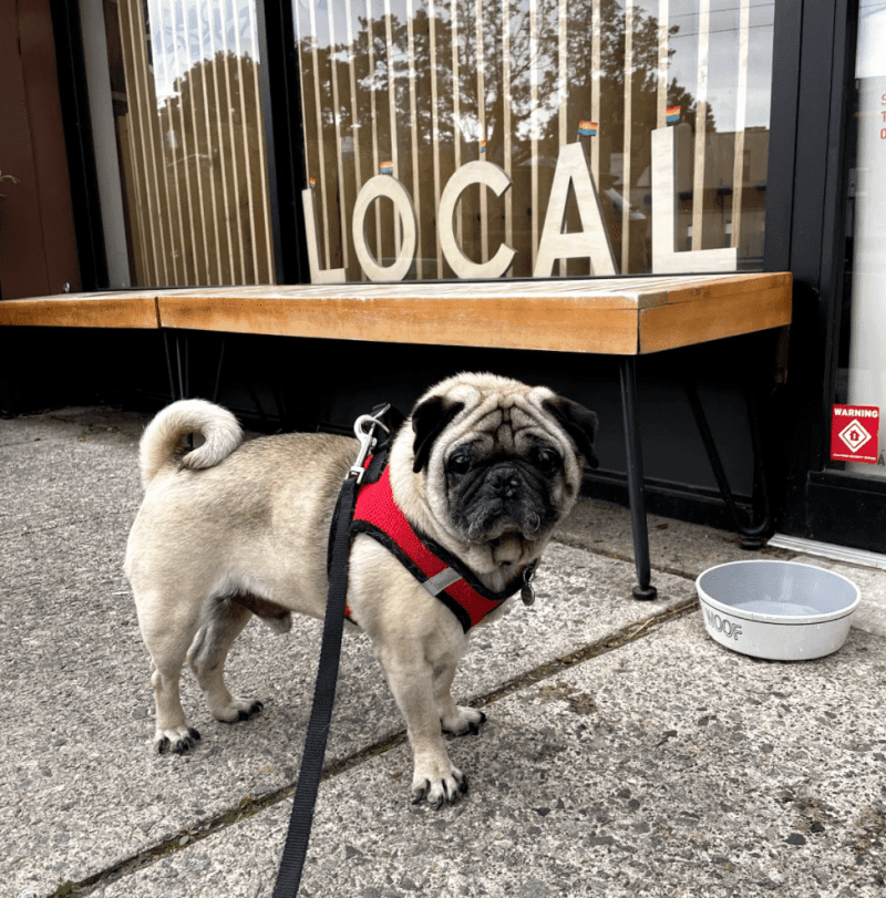 Best Dog Friendly Cafes Jersey