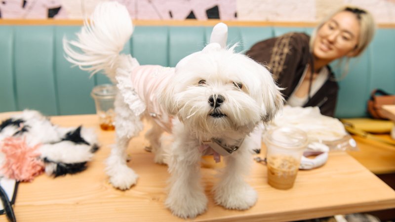 Best Dog Friendly Cafes York