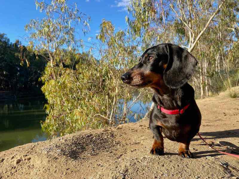 Best Dog Friendly Camping Nsw