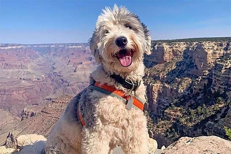 Best Dog Friendly Cities In Us