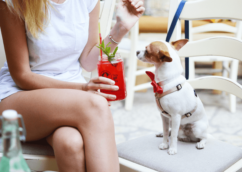 Best Dog Friendly Coffee Shops Near Me