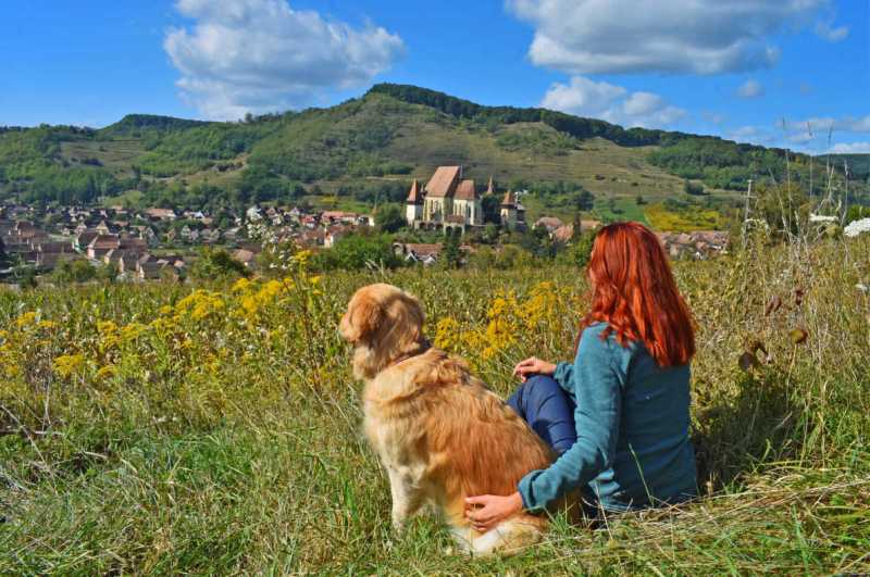 Best Dog Friendly Destinations Uk