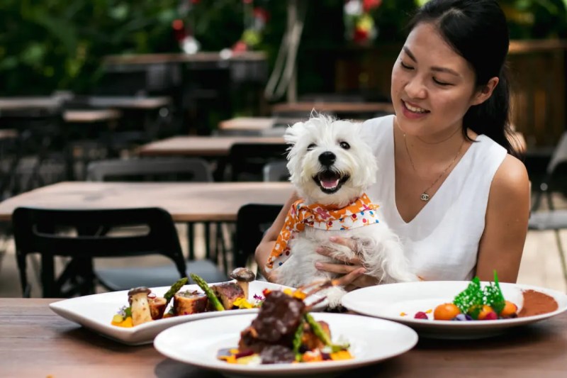 Best Dog Friendly Eateries Near Me