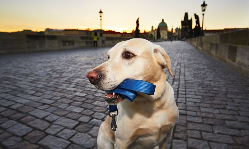 Best Dog Friendly European Cities