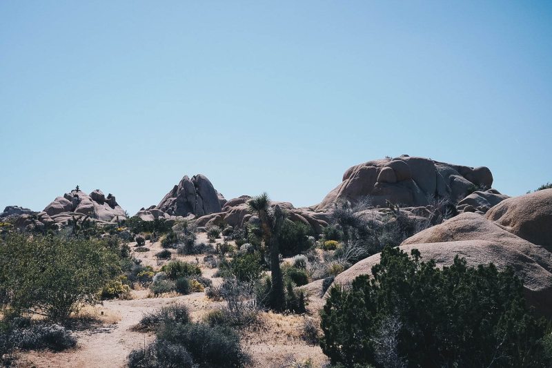 Best Dog Friendly Hikes Joshua Tree