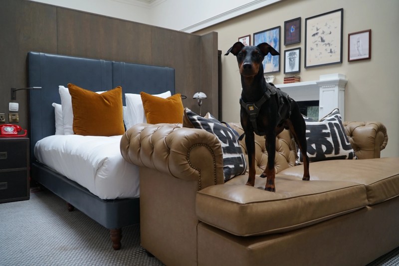 Best Dog Friendly Hotels