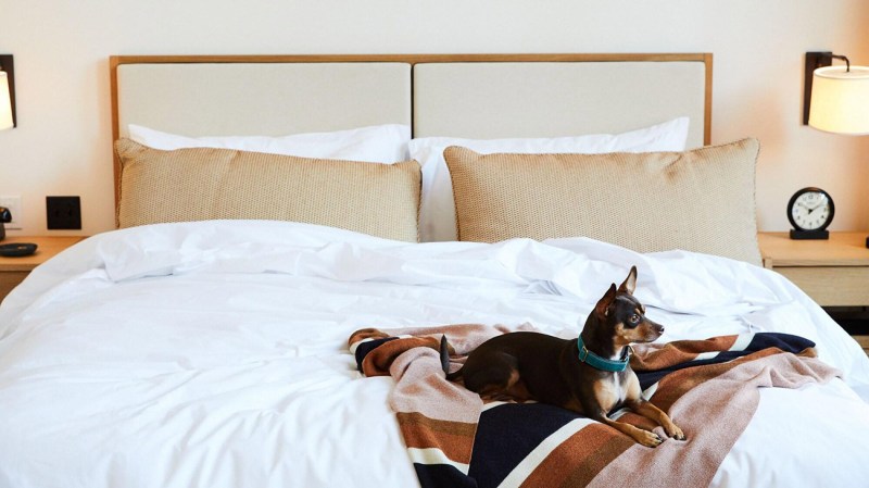 Best Dog Friendly Luxury Resorts