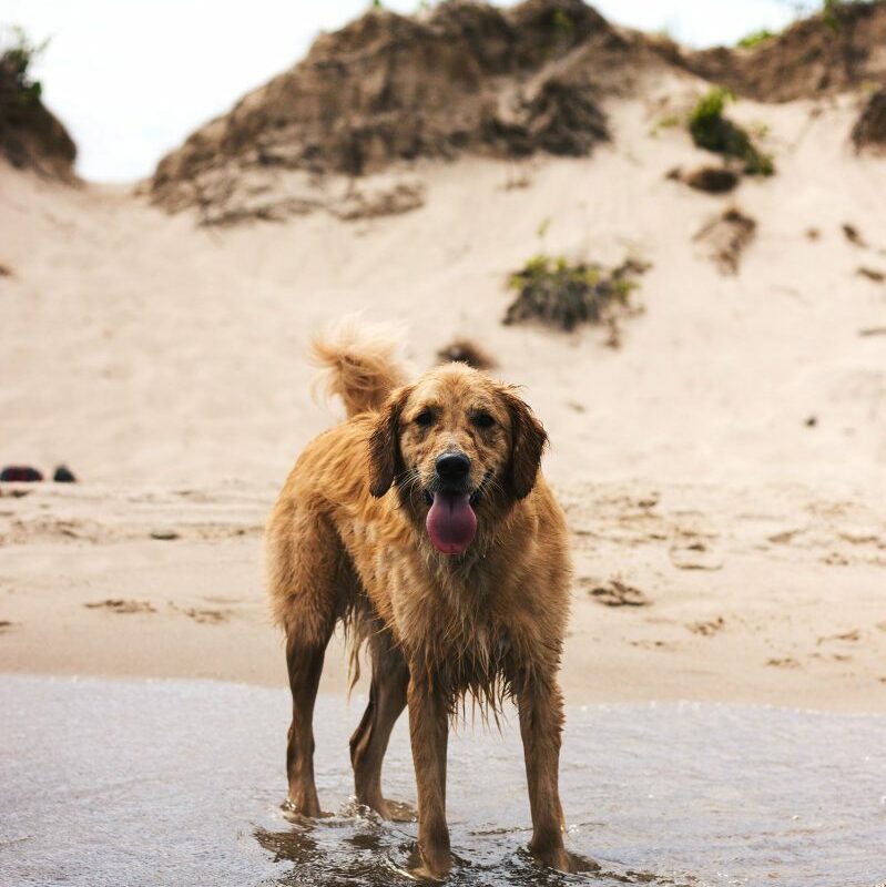 Best Dog Friendly National Trust