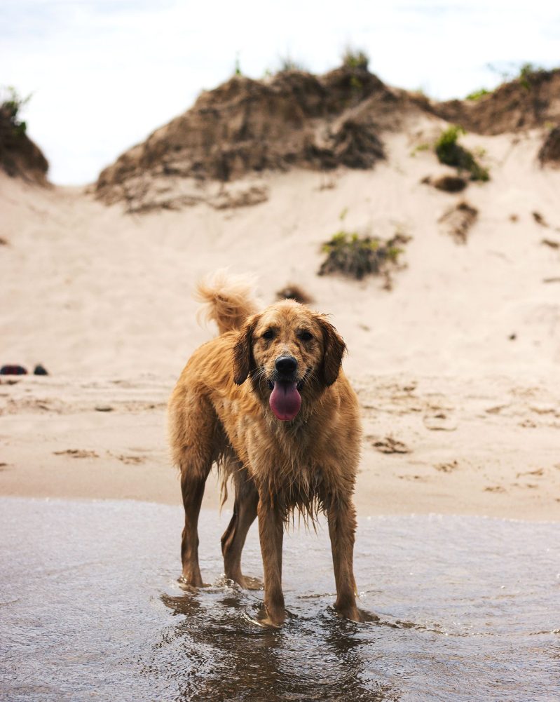 Best Dog Friendly National Trust