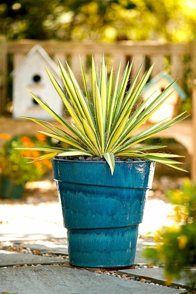 Best Dog Friendly Outdoor Plants