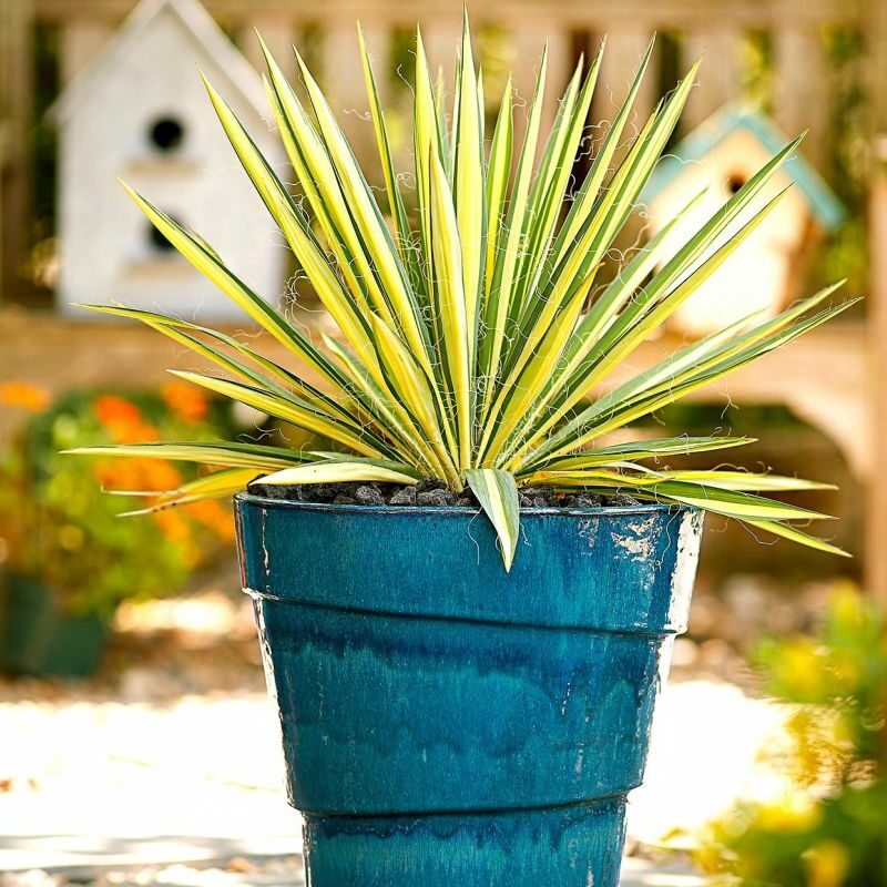 Best Dog Friendly Outdoor Plants