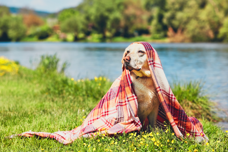 Best Dog Friendly Pubs Yorkshire