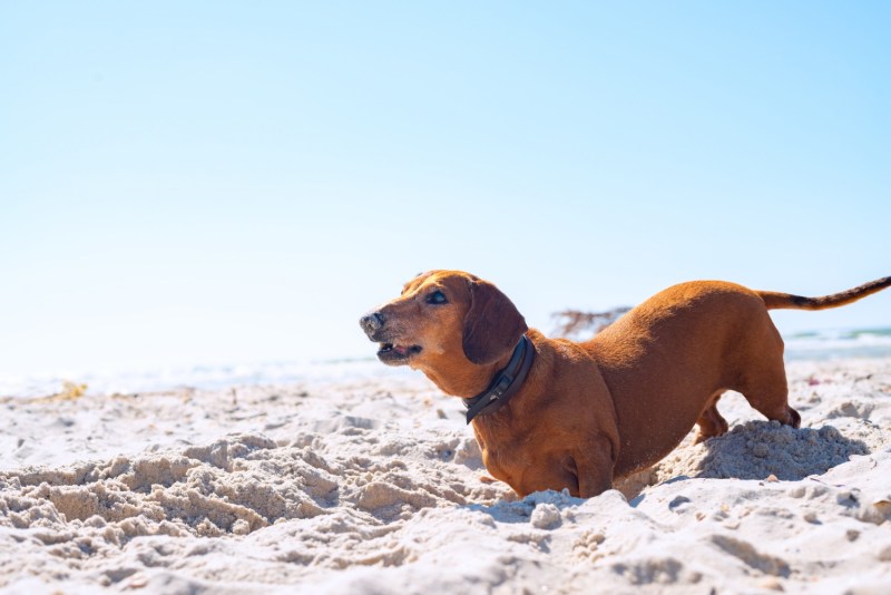 Best Dog Friendly Resorts In Florida