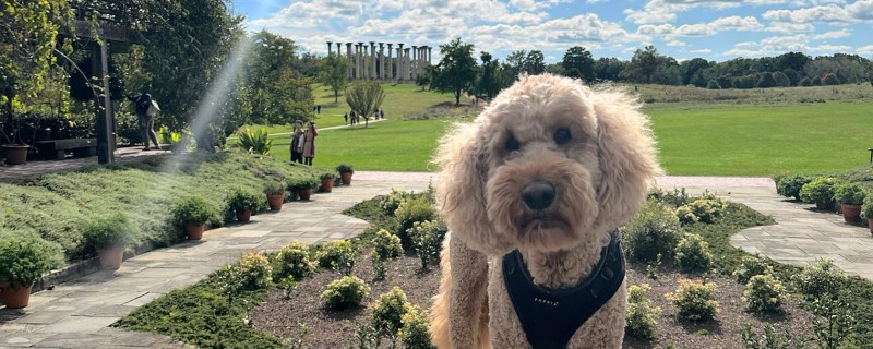 Best Dog Friendly Resorts In The Northeast