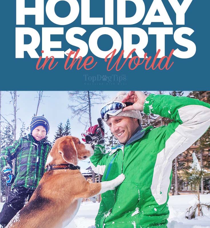 Best Dog Friendly Resorts Near Me