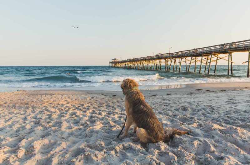 Best Dog Friendly Resorts New England