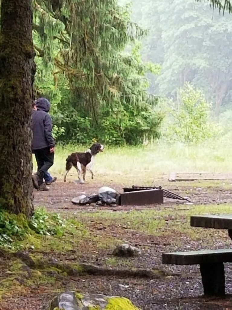 Best Dog Friendly Resorts Washington State