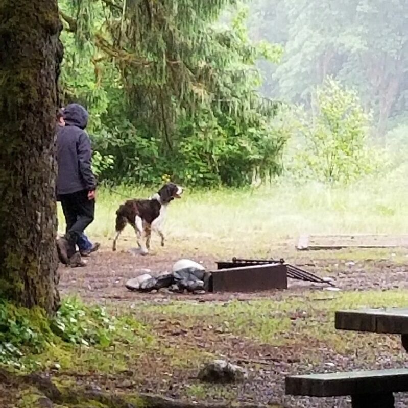 Best Dog Friendly Resorts Washington State