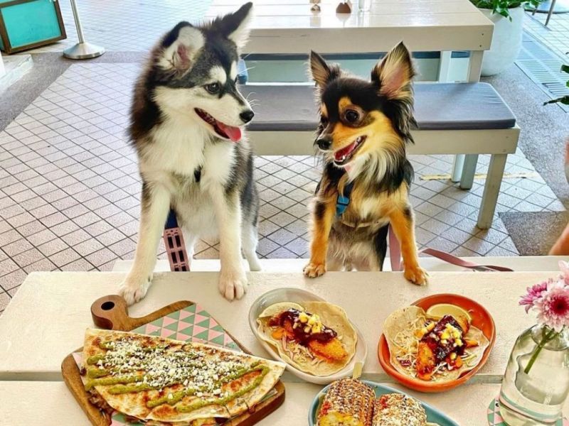 Best Dog Friendly Restaurants Key West