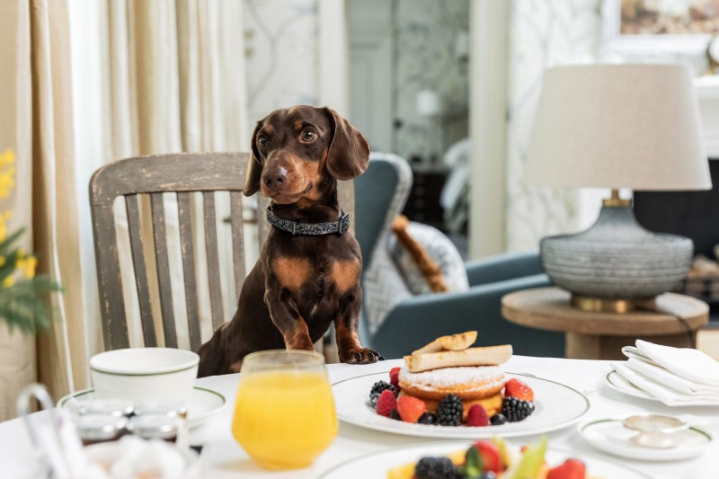 Best Dog Friendly Restaurants London