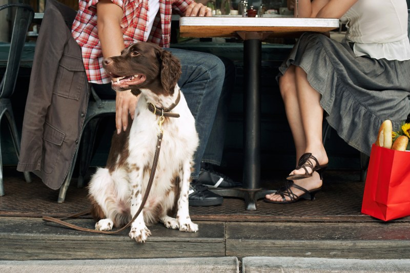 Best Dog Friendly Restaurants Sydney