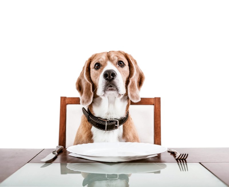 Best Dog Friendly Restaurants Vancouver