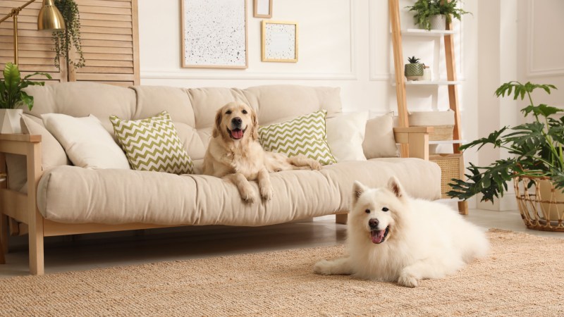 Best Dog Friendly Sectionals