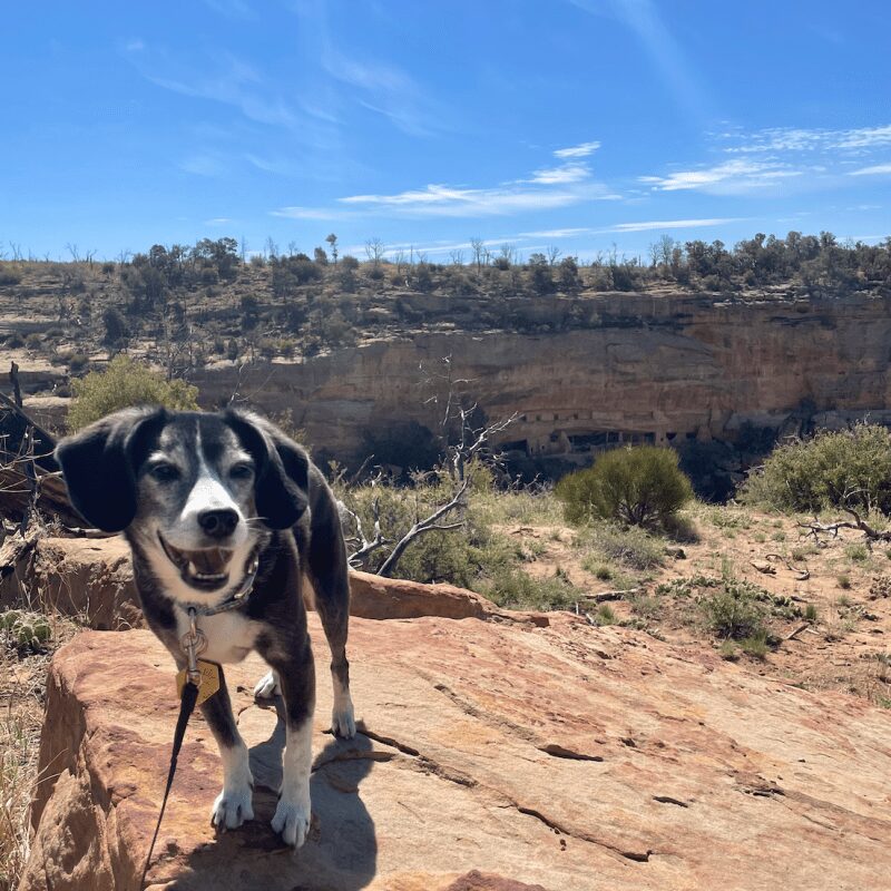 Best Dog Friendly Towns In Colorado