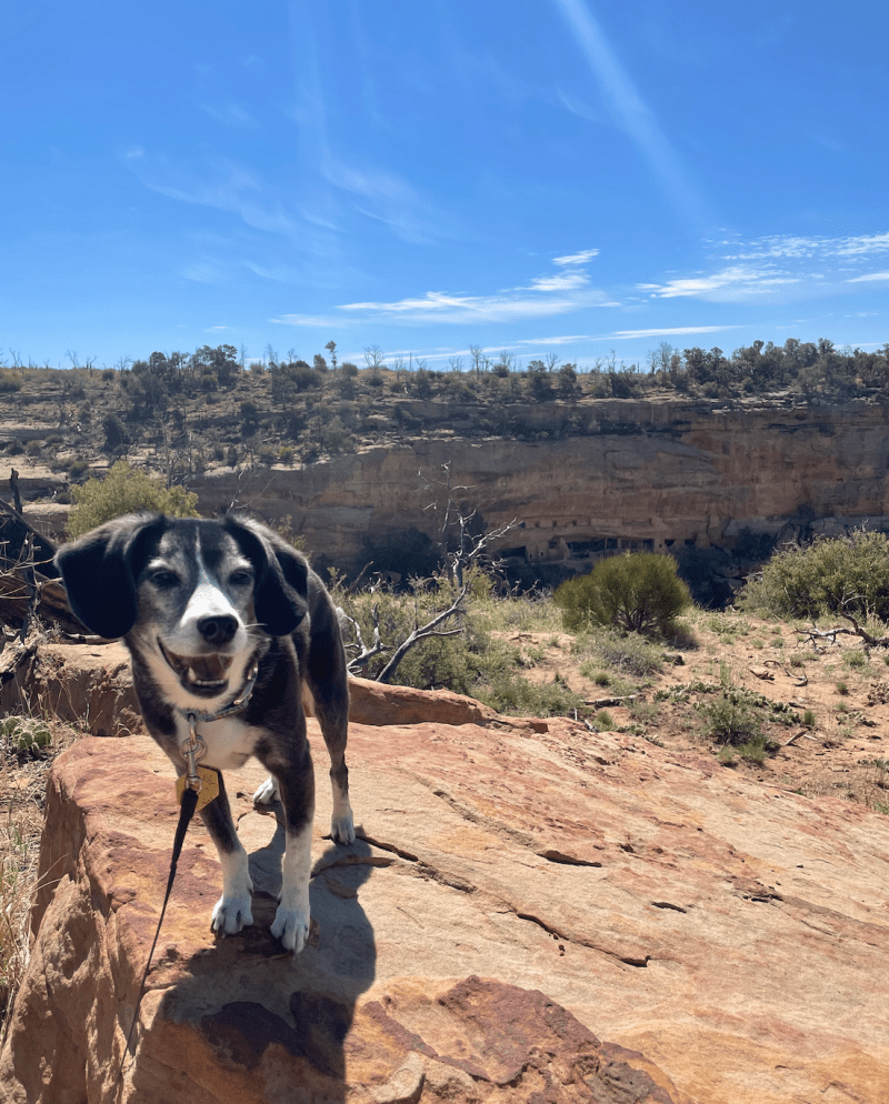 Best Dog Friendly Towns In Colorado