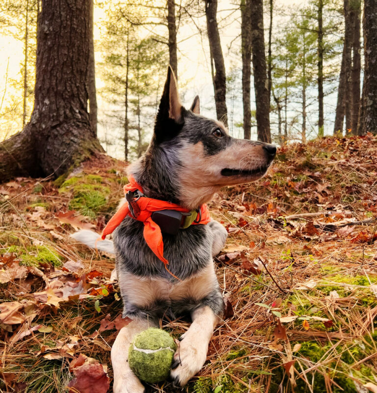 Best Dog Friendly Towns In New England