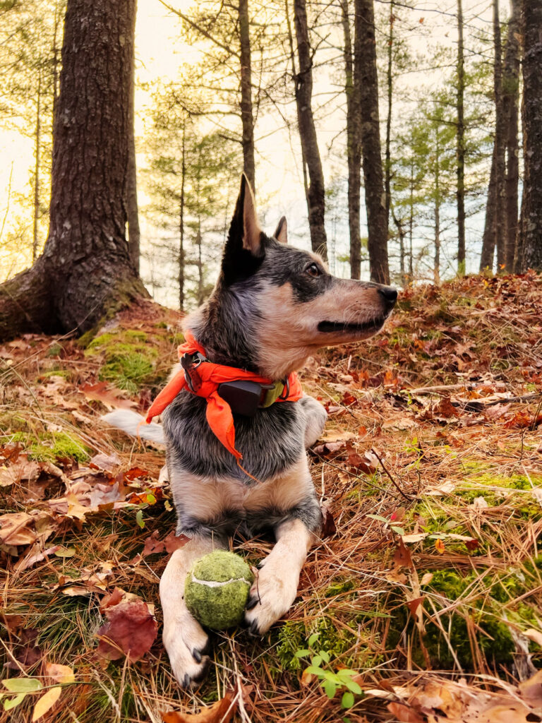 Best Dog Friendly Towns In New England