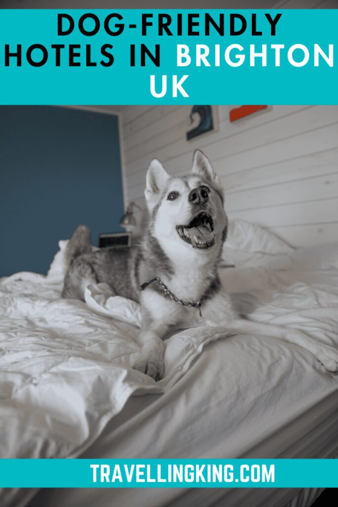 Best Dog Friendly Uk Breaks