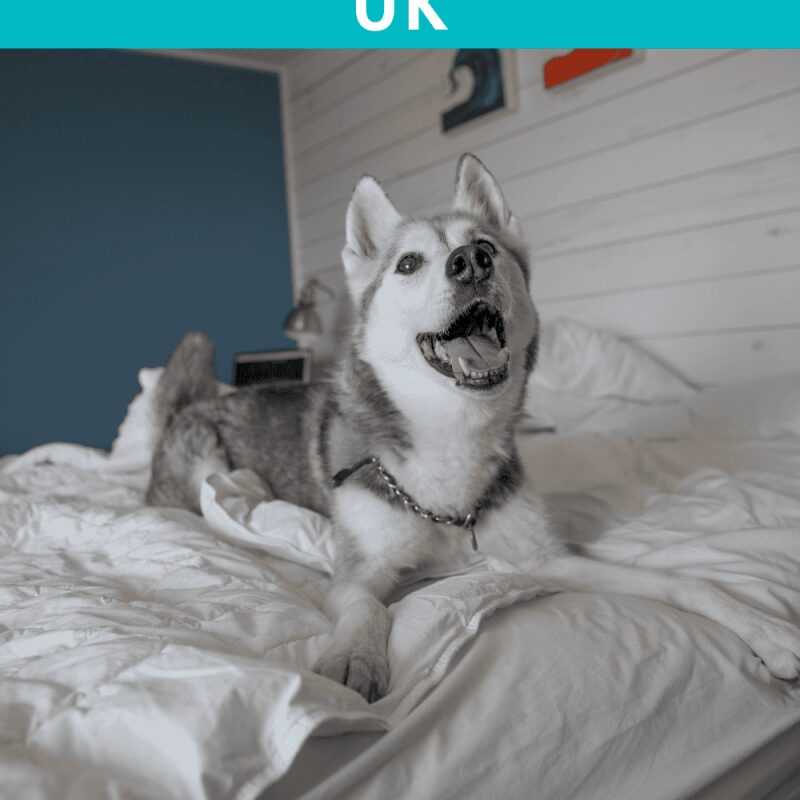 Best Dog Friendly Uk Breaks