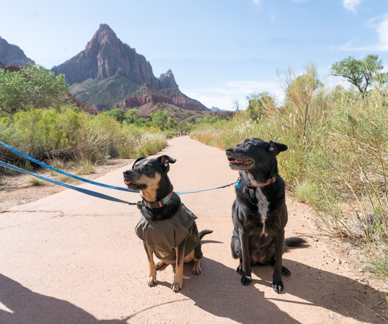 Best Dog Friendly Vacations Usa