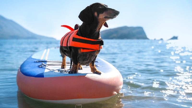 Best Dog Vacations In California