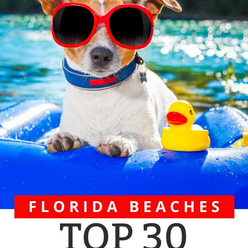 Best Dog Vacations In Florida