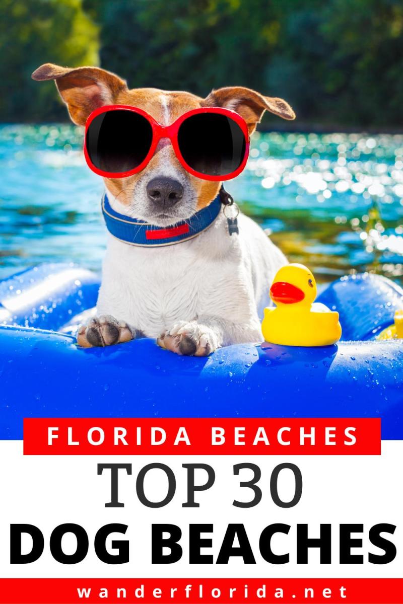 Best Dog Vacations In Florida