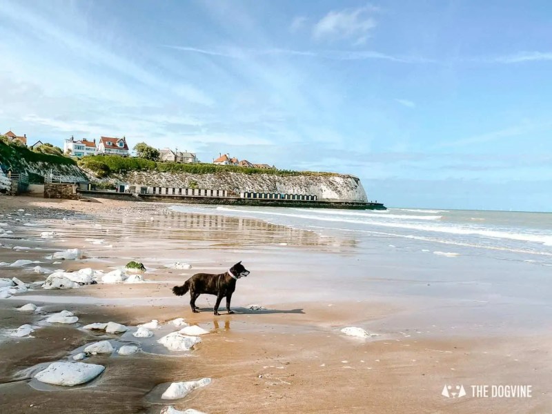 Best Pet Friendly Beaches On East Coast