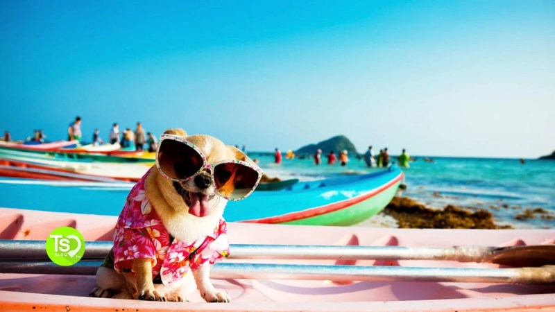 Best Pet Friendly Resorts In Myrtle Beach