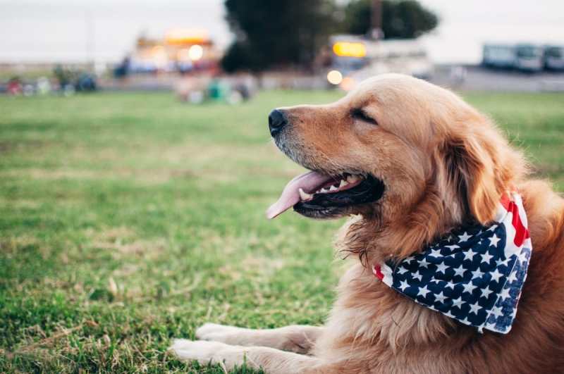 Best Vacations That Are Dog Friendly