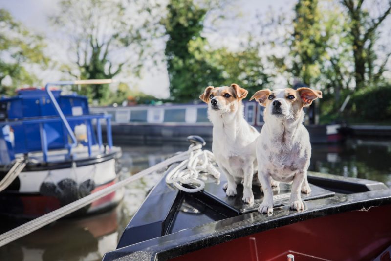 Boat Trips With Dogs Cornwall