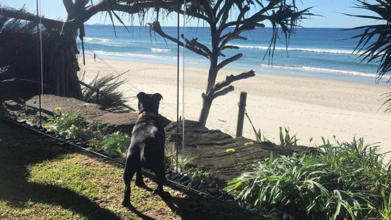 Day Trips With Dogs Brisbane