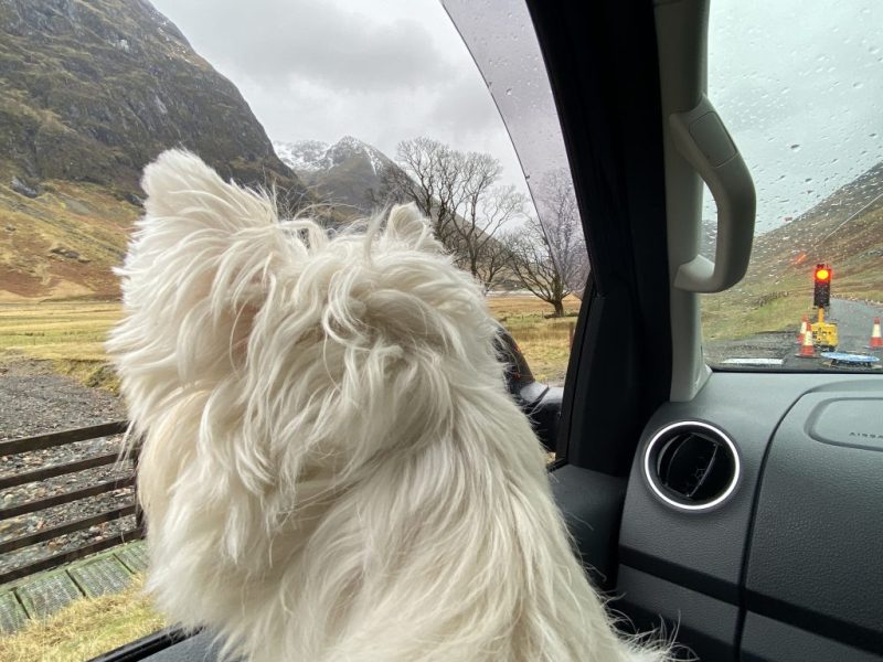 Day Trips With Dogs Scotland