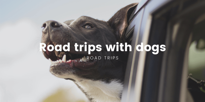 Day Trips With Dogs Uk